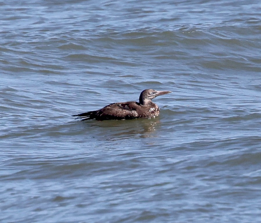 havsule - ML647727075