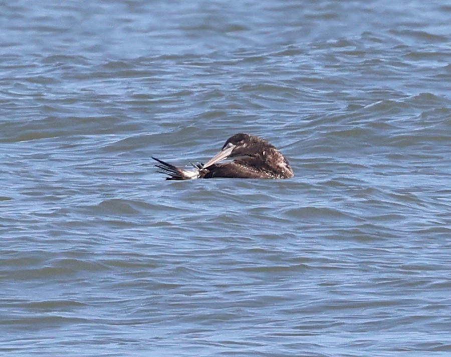 havsule - ML647727076