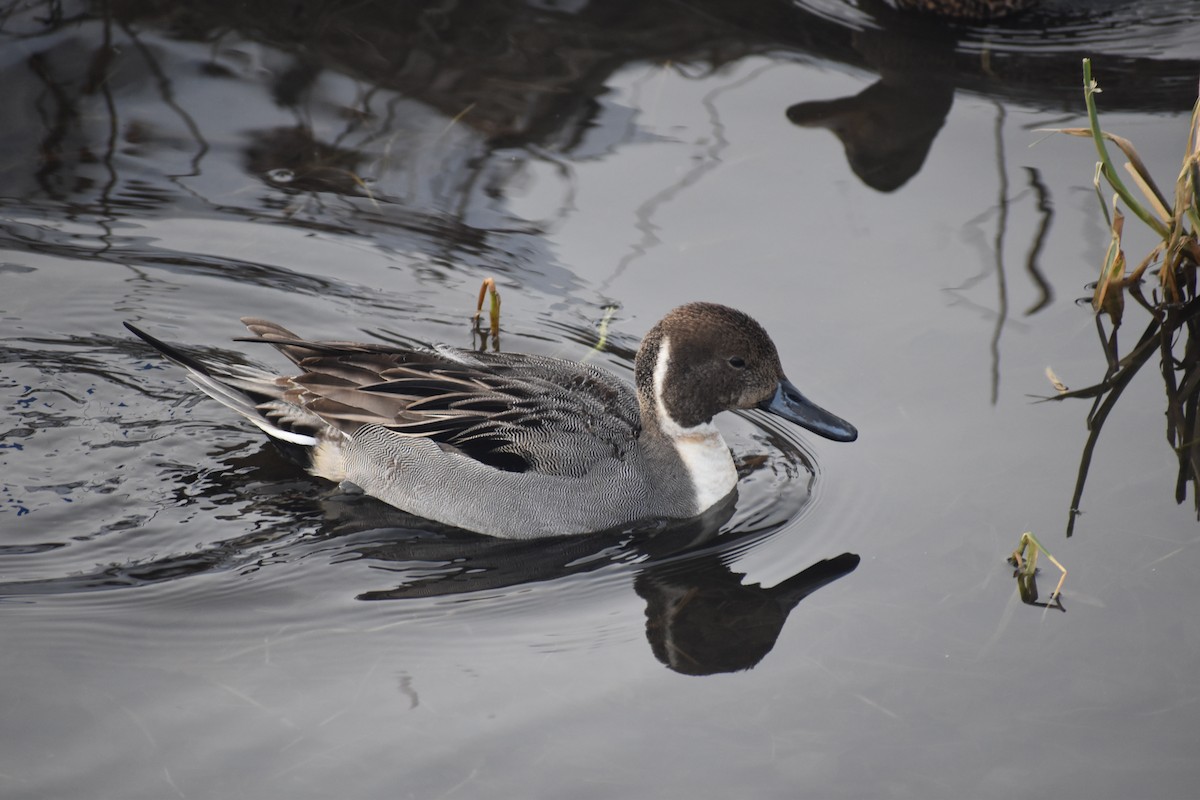 Northern Pintail - ML647727099