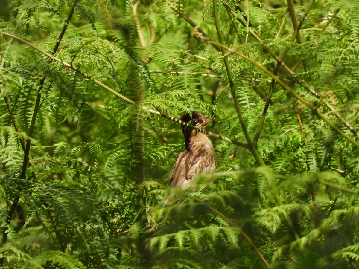 Striped Cuckoo - ML647727111