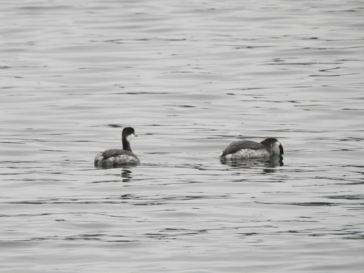 Красношейная поганка - ML647727129