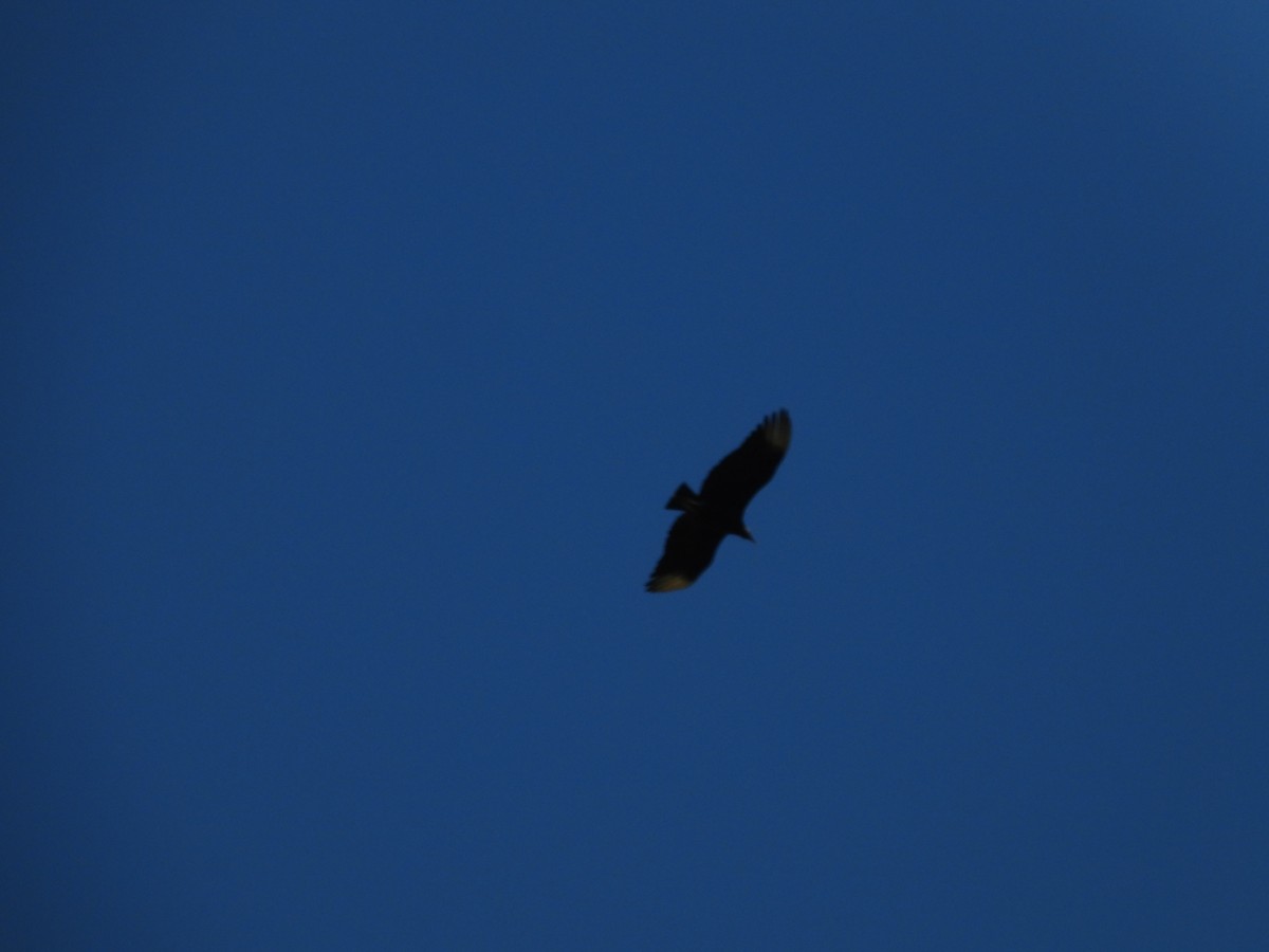 Black Vulture - ML647727134