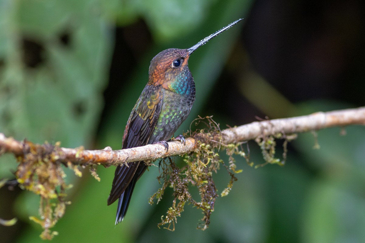 Rufous-gaped Hillstar - ML647727140