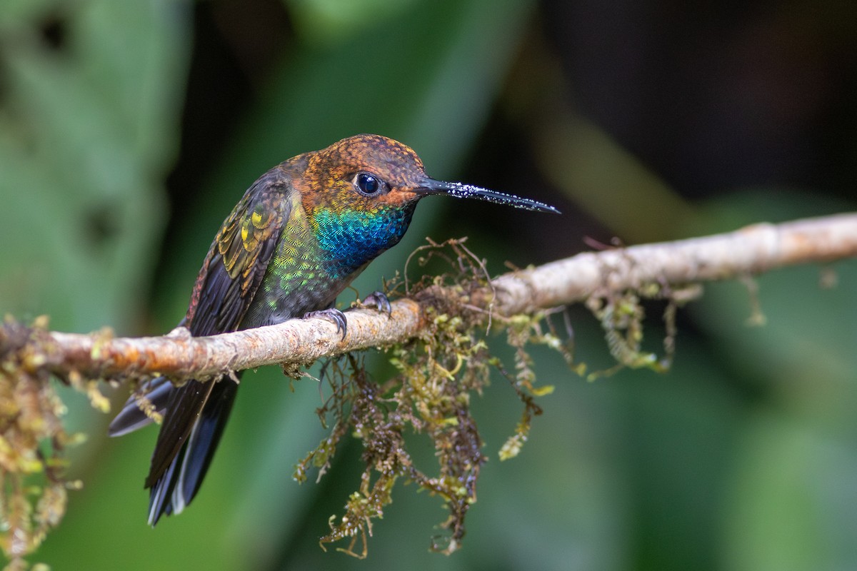 Rufous-gaped Hillstar - ML647727142