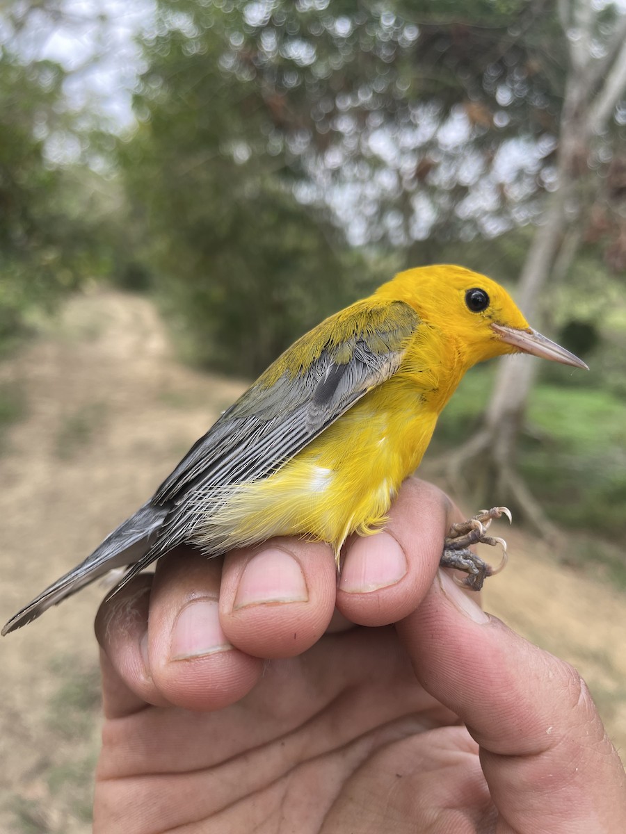 Prothonotary Warbler - ML647727146