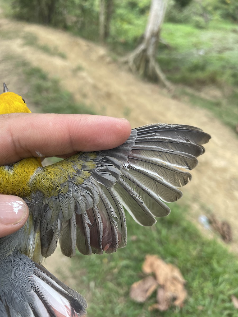 Prothonotary Warbler - ML647727147