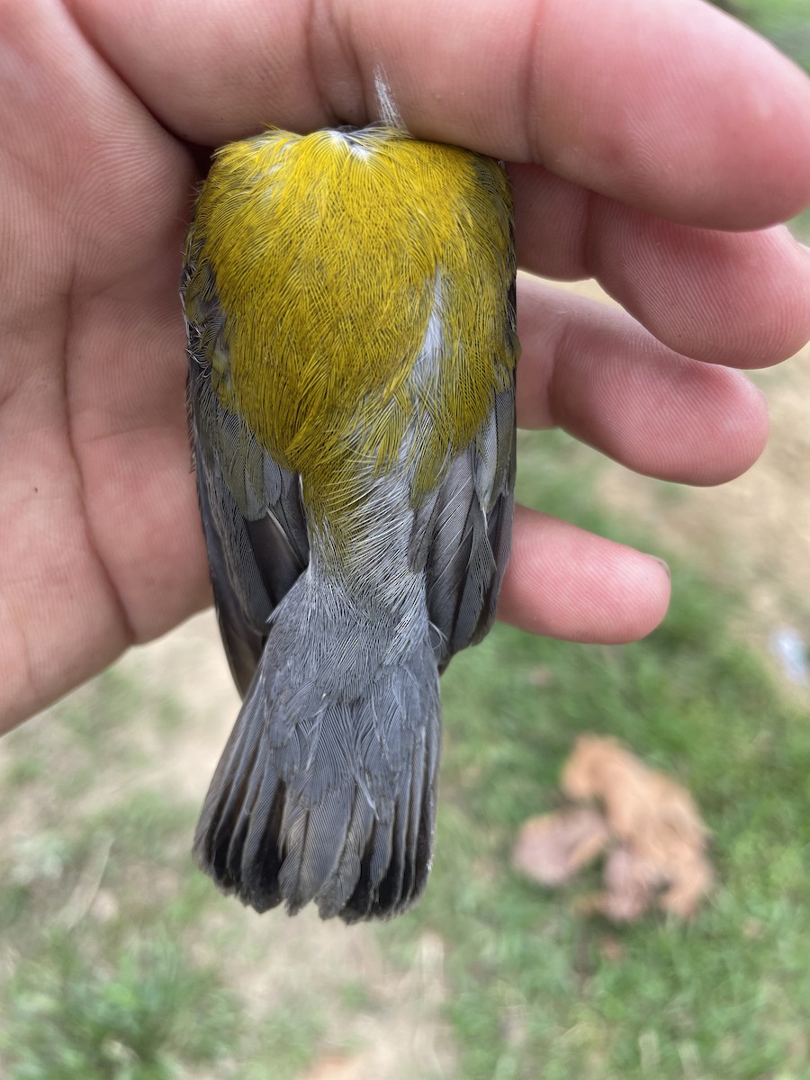 Prothonotary Warbler - ML647727148