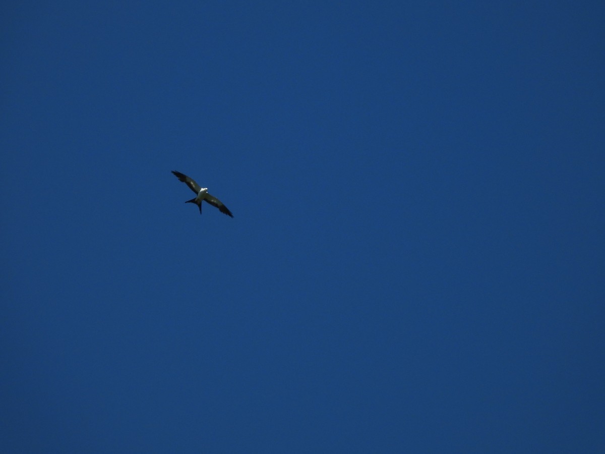 Swallow-tailed Kite - ML647727149