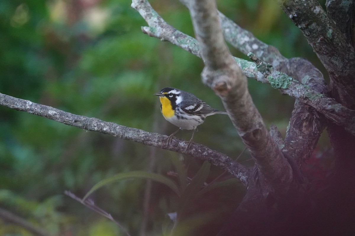 Yellow-throated Warbler - ML647727150