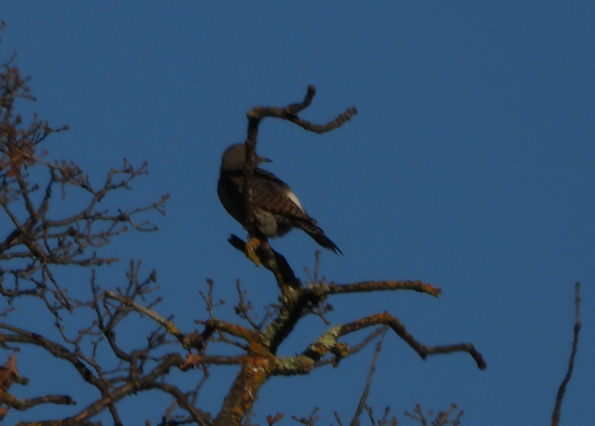 Northern Flicker - ML647727152