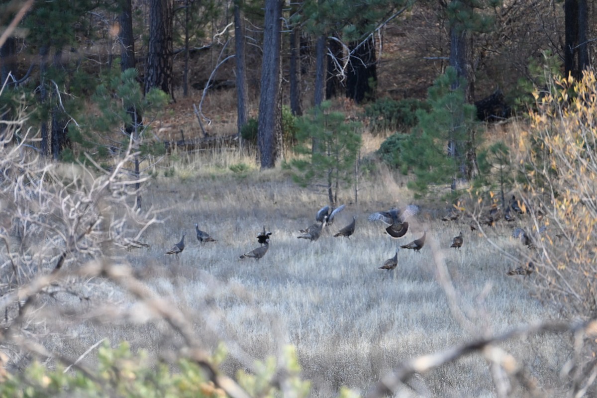 Wild Turkey - ML647727154