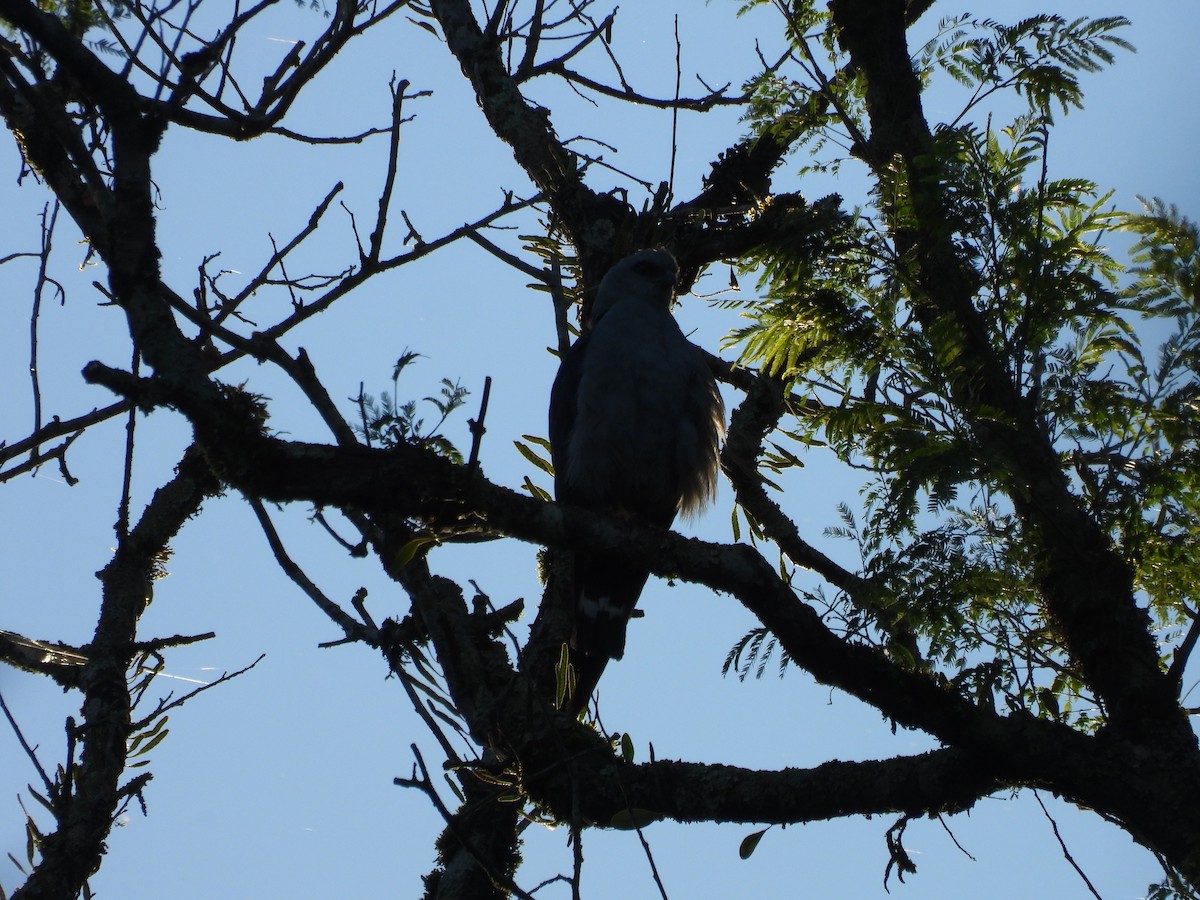 Plumbeous Kite - ML647727155