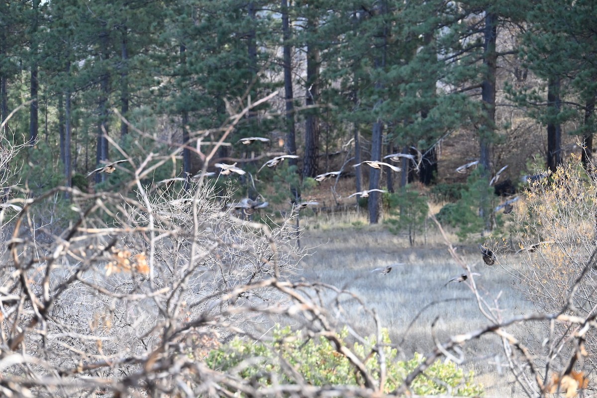 Wild Turkey - ML647727156