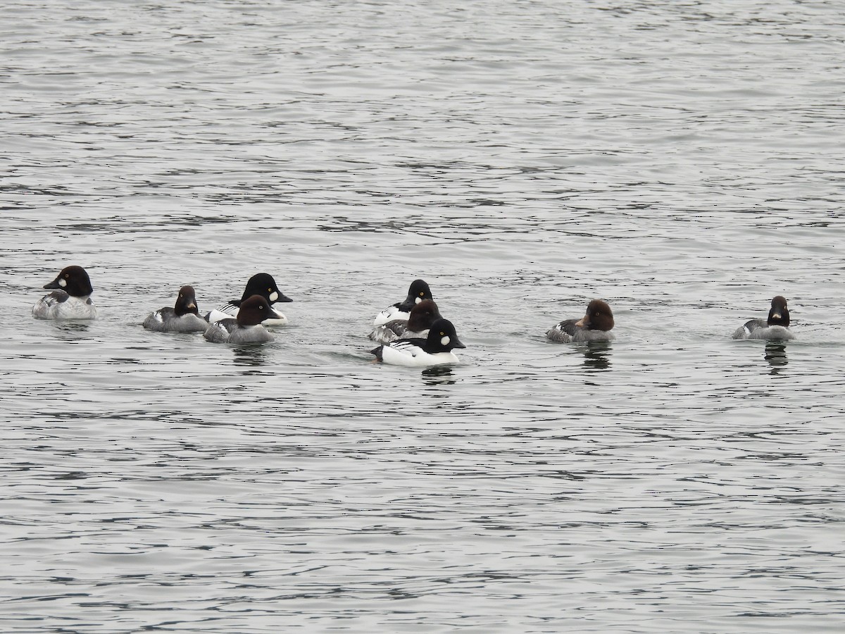 Common Goldeneye - ML647727157