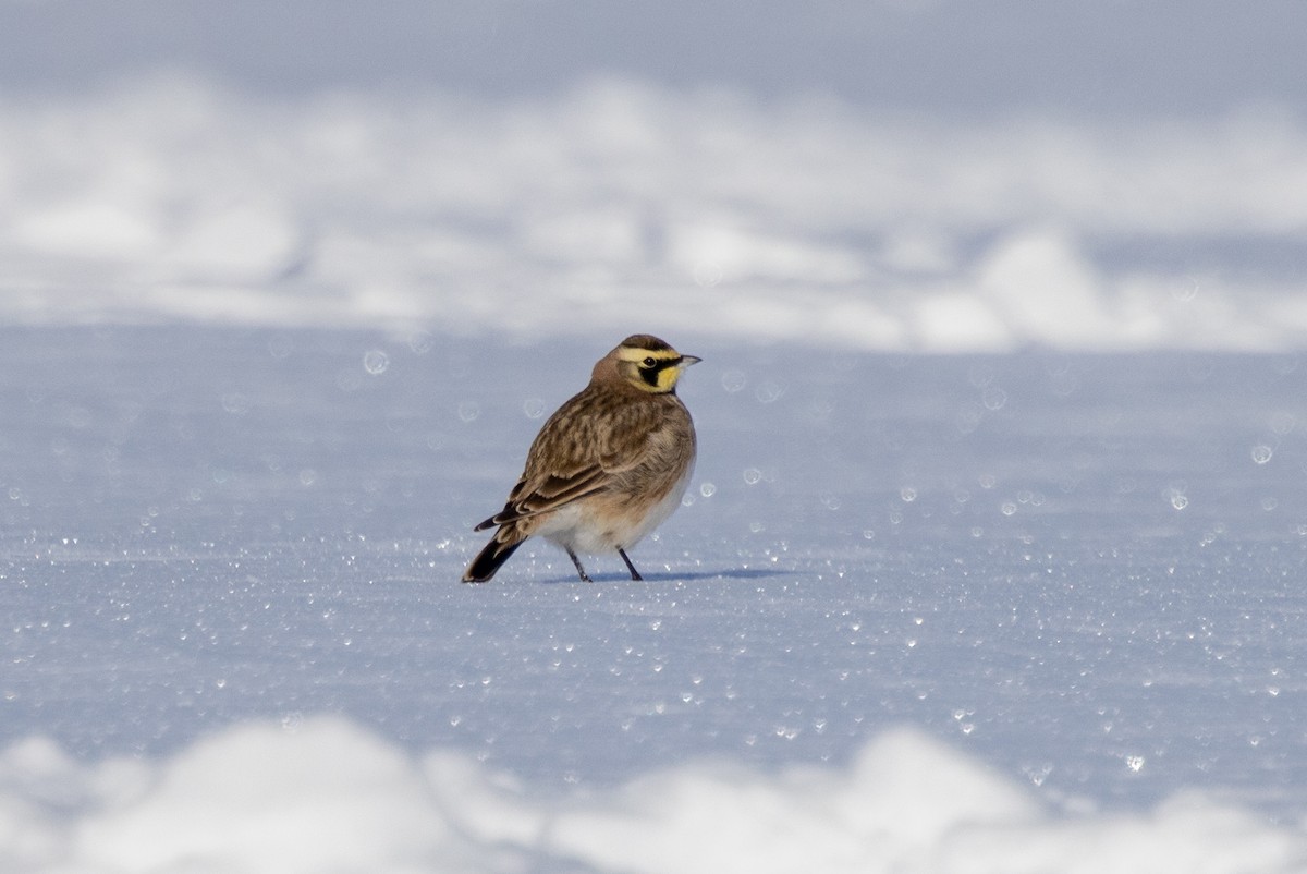 Horned Lark - ML647727158