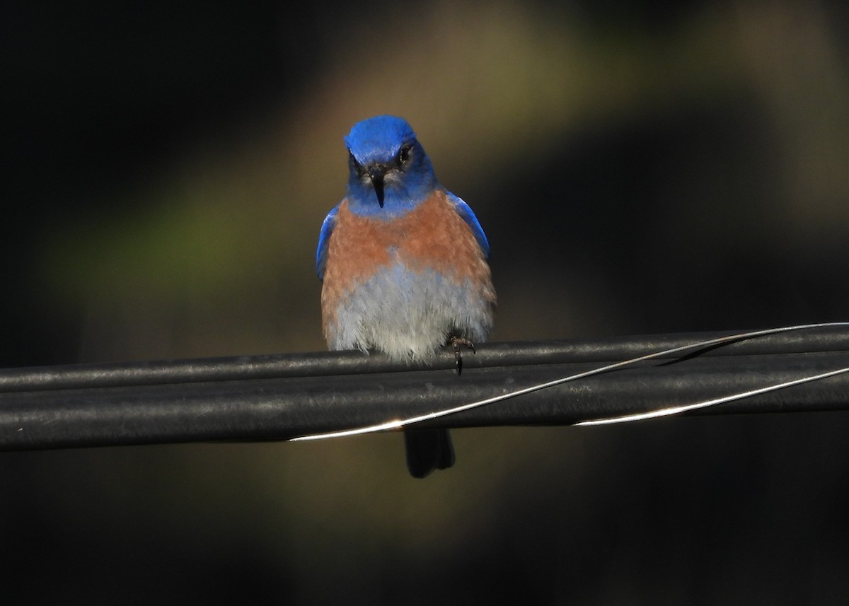 Western Bluebird - ML647727159