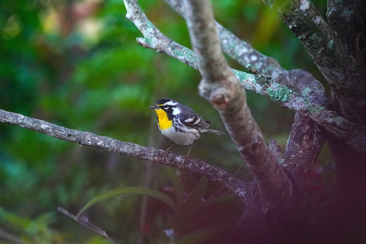 Yellow-throated Warbler - ML647727162