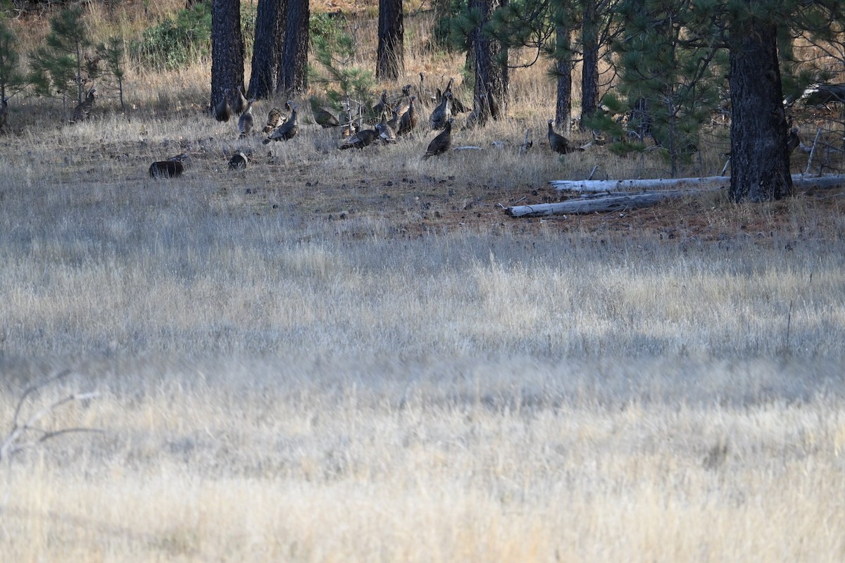 Wild Turkey - ML647727163