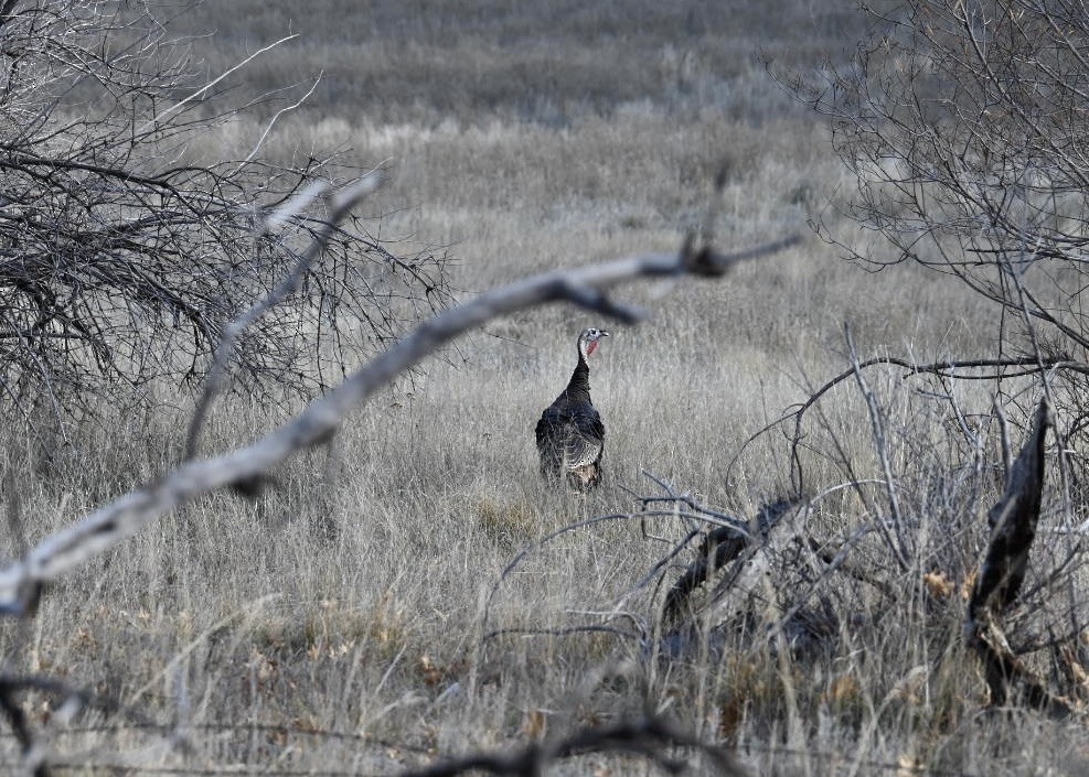 Wild Turkey - ML647727170