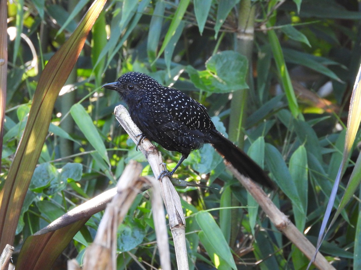 Large-tailed Antshrike - ML647727171