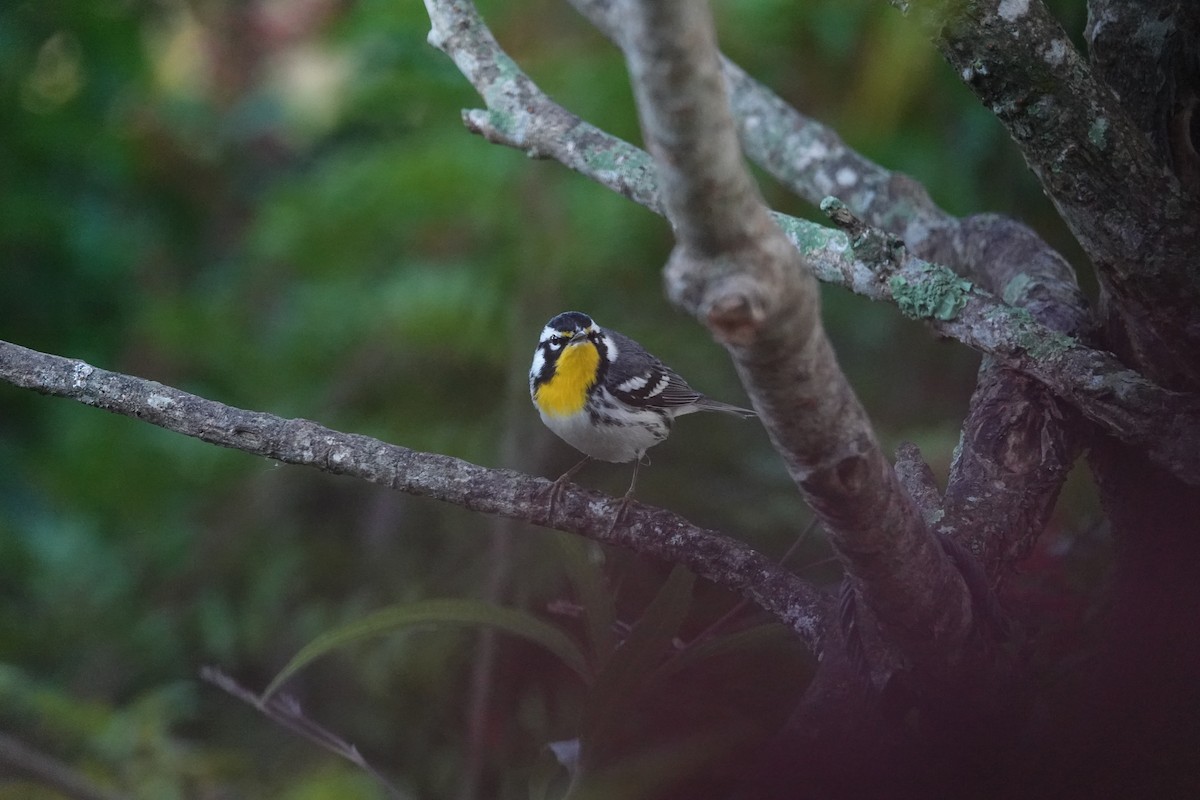 Yellow-throated Warbler - ML647727172