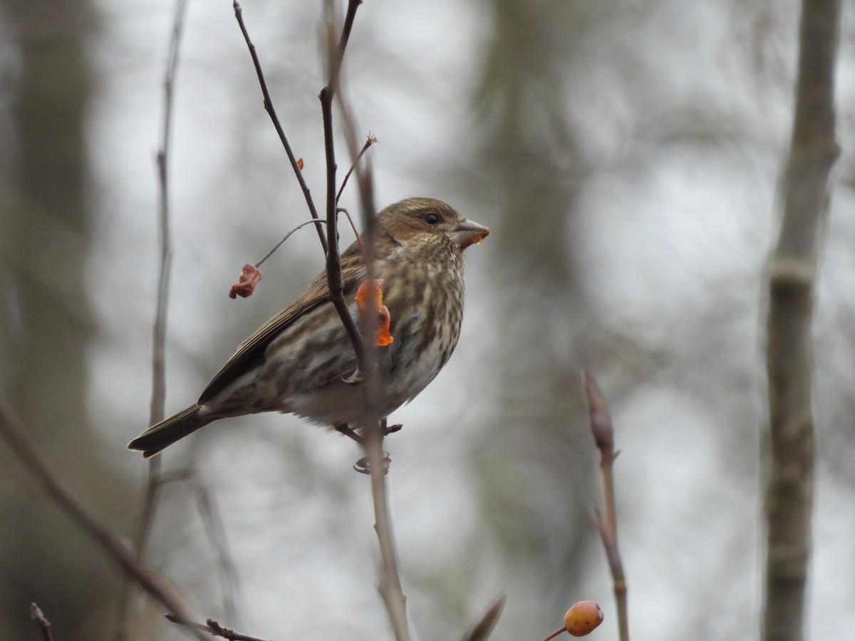 Purple Finch - ML647727175