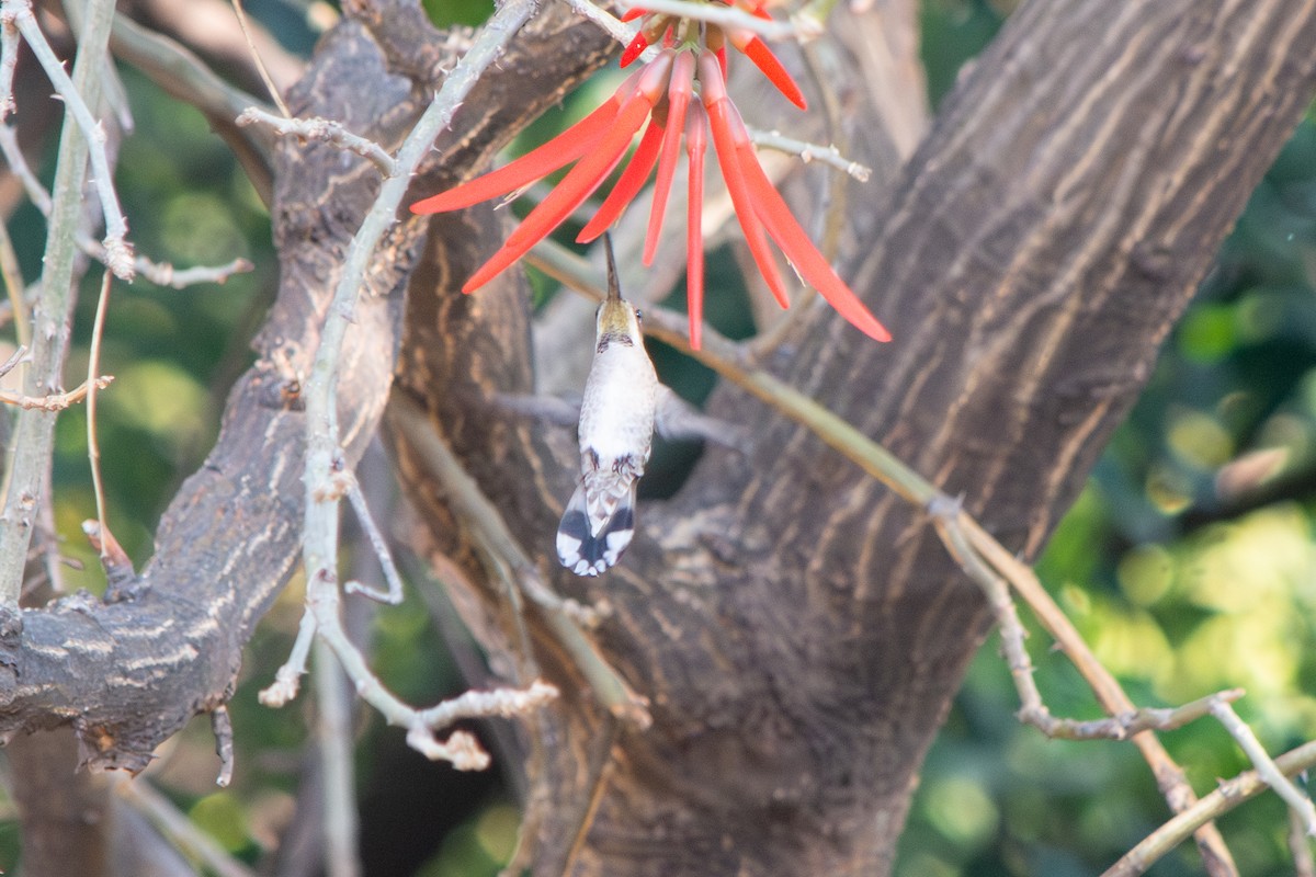 Plain-capped Starthroat - ML647727178