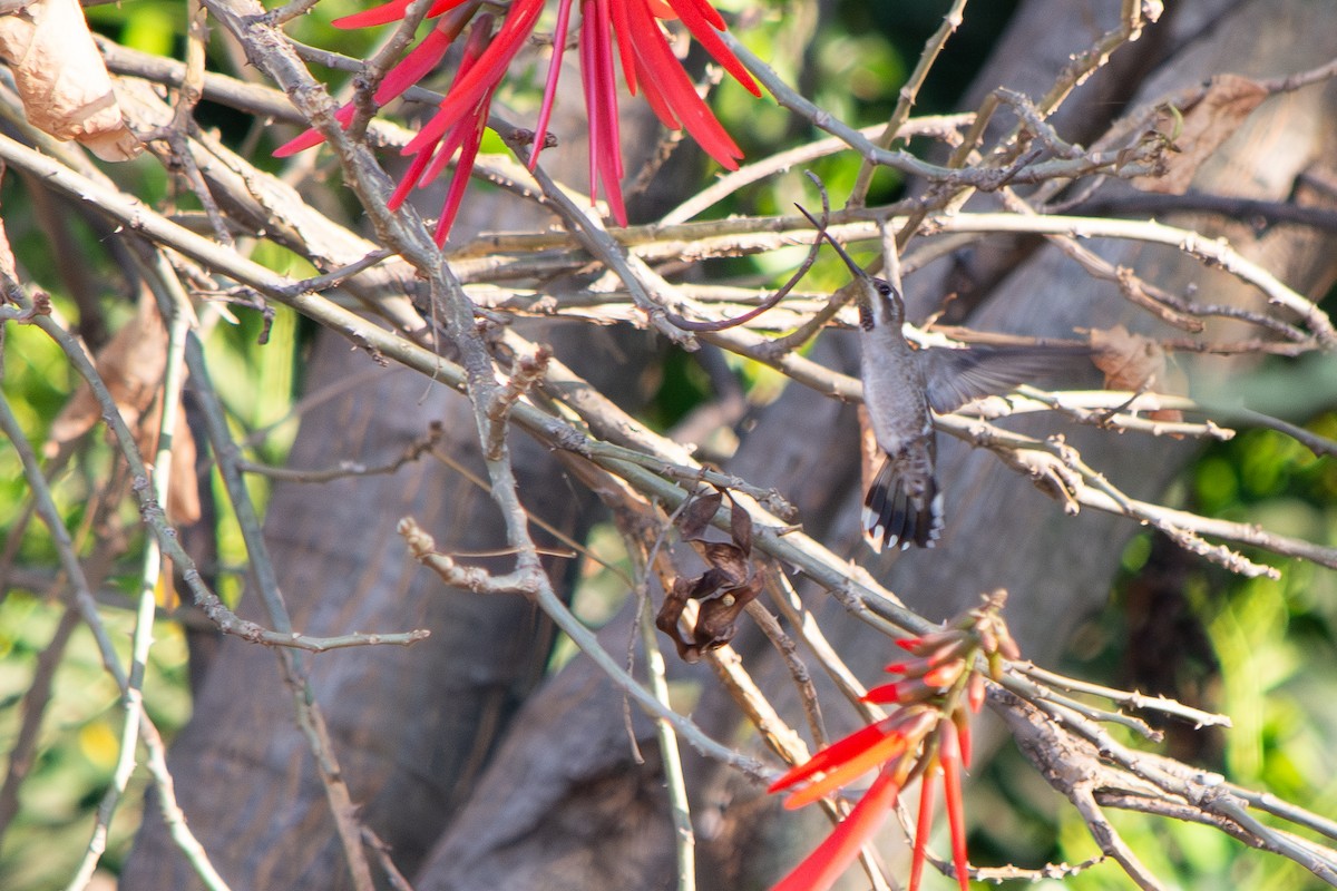 Plain-capped Starthroat - ML647727180