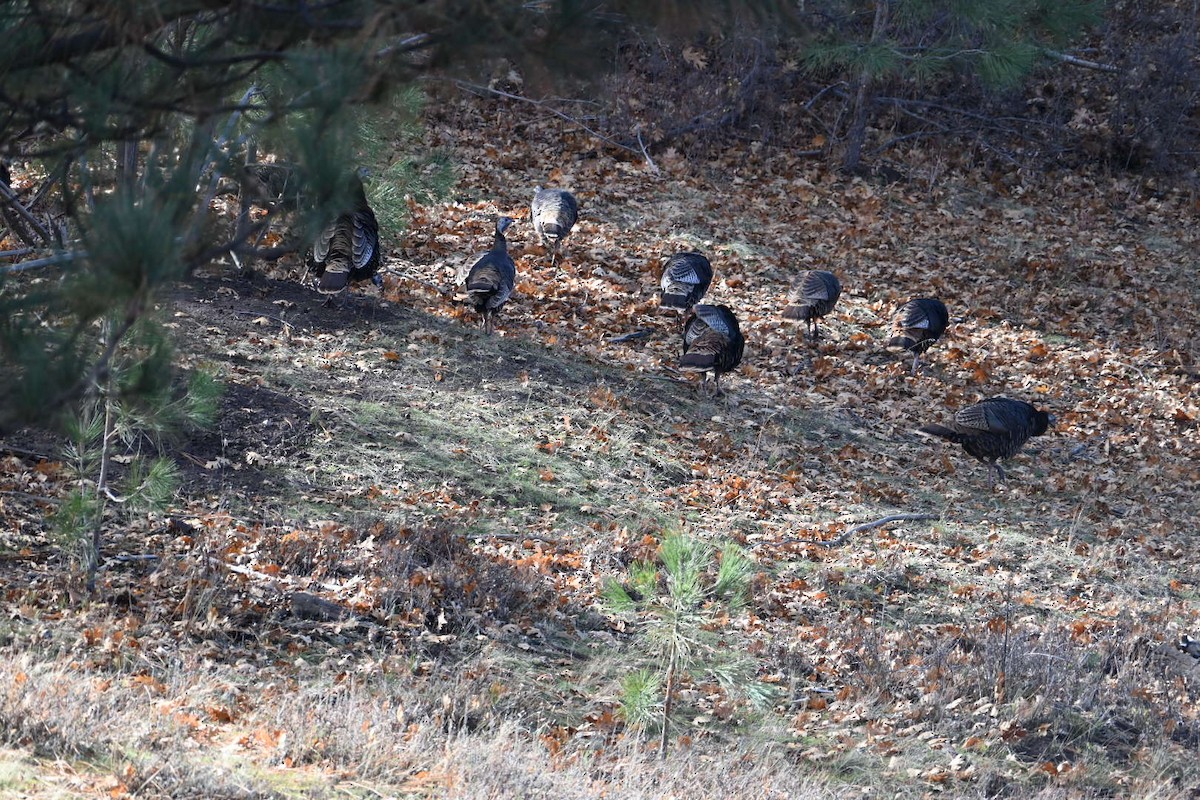 Wild Turkey - ML647727181