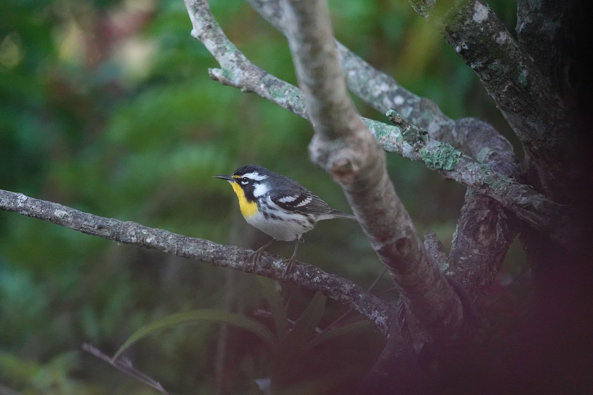 Goldkehl-Waldsänger - ML647727184