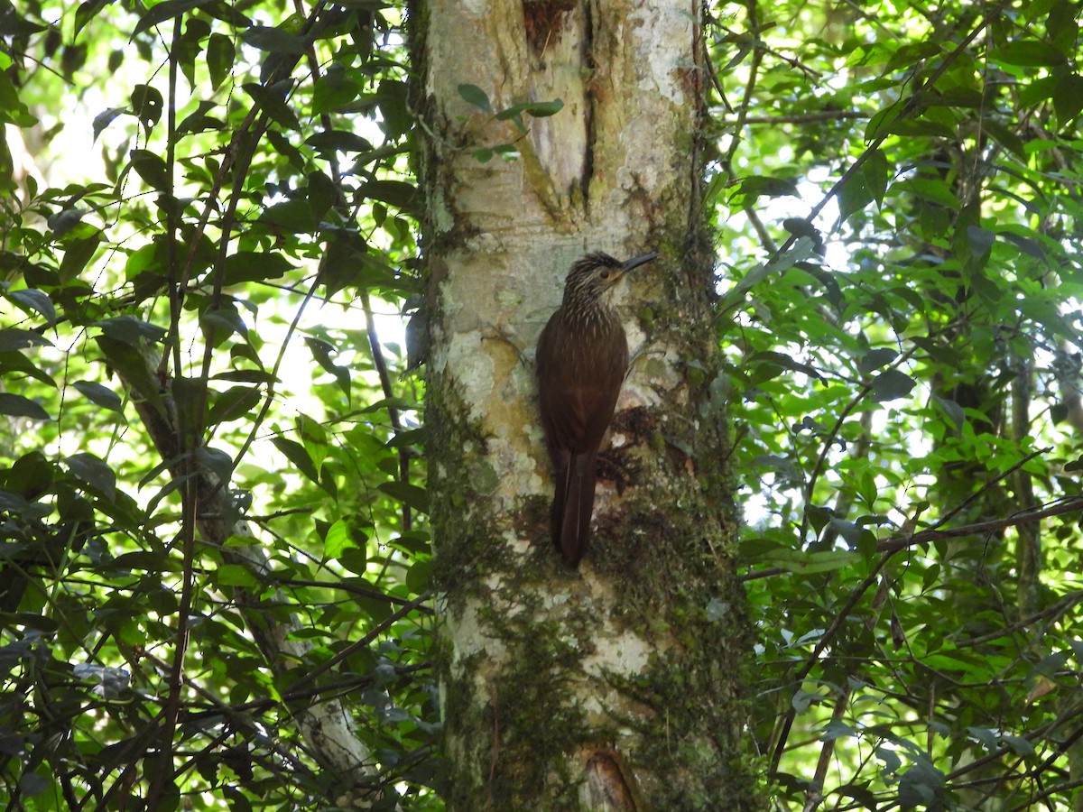 Planalto Woodcreeper - ML647727190