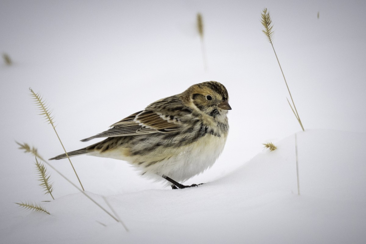 Подорожник лапландський - ML647727192