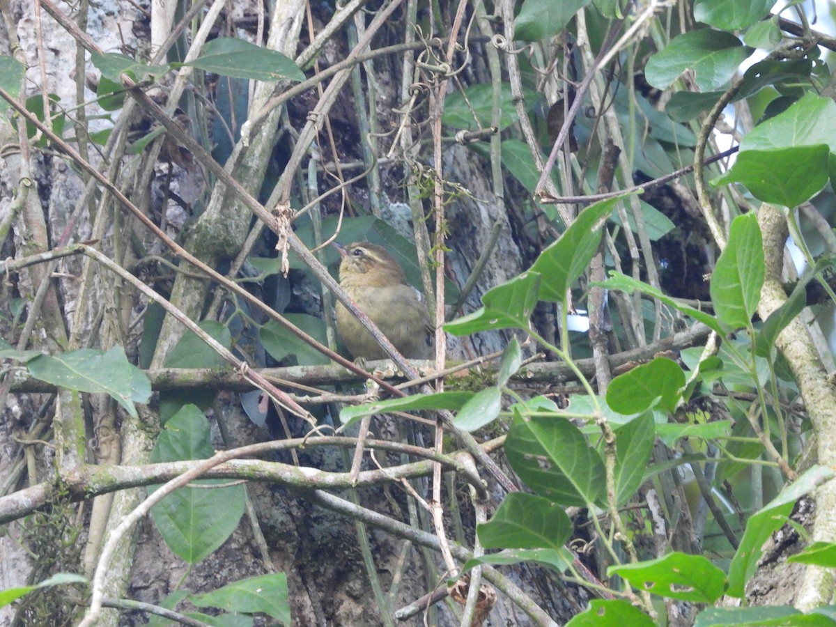 Olive Spinetail - ML647727211