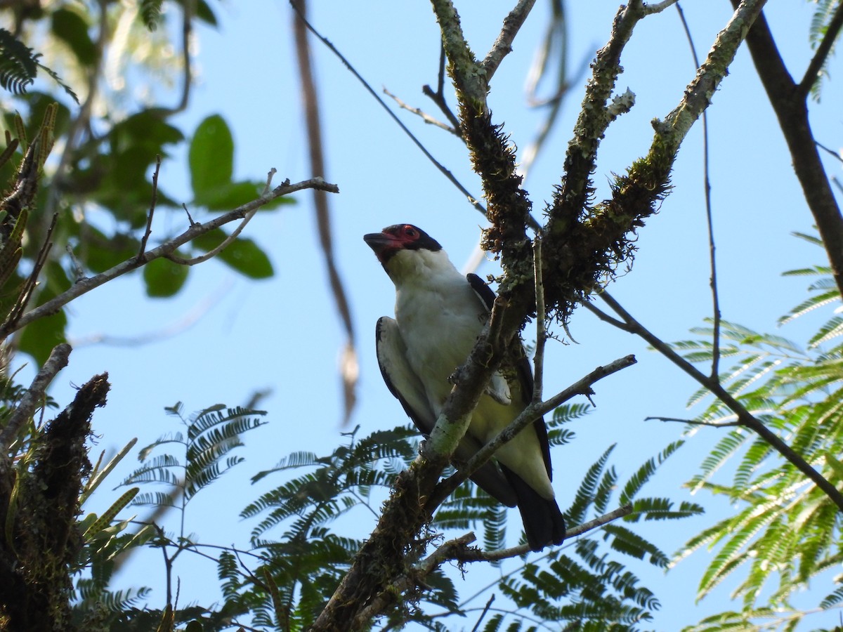 Black-tailed Tityra - ML647727227