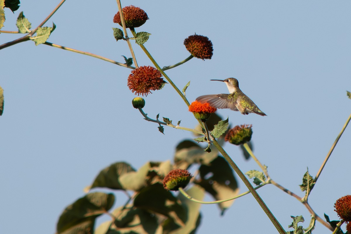 Ruby-throated Hummingbird - ML647727235