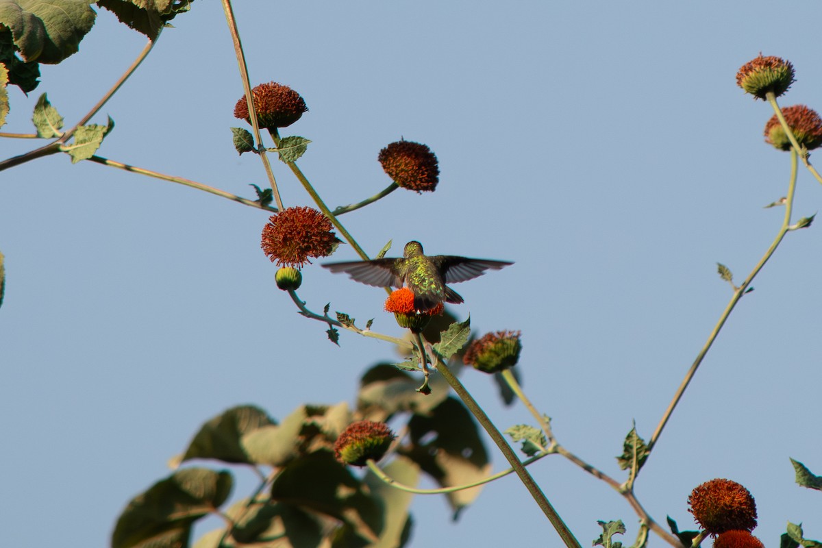 Ruby-throated Hummingbird - ML647727236