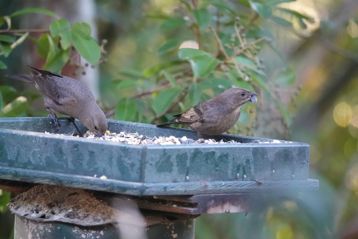 Braunkopf-Kuhstärling - ML647727240