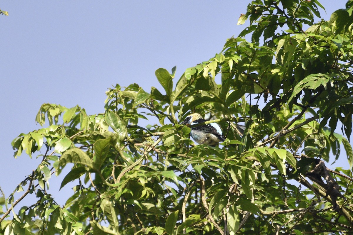 Goldscheiteltangare - ML647727250