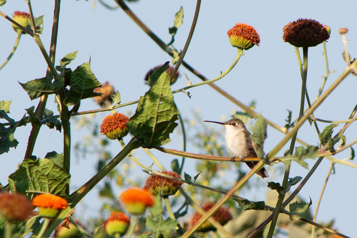 Ruby-throated Hummingbird - ML647727253