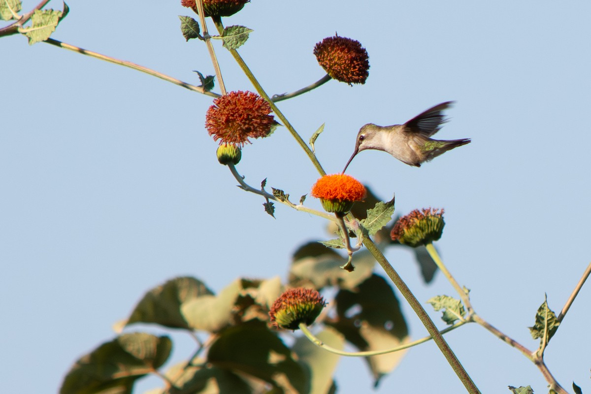 Ruby-throated Hummingbird - ML647727254