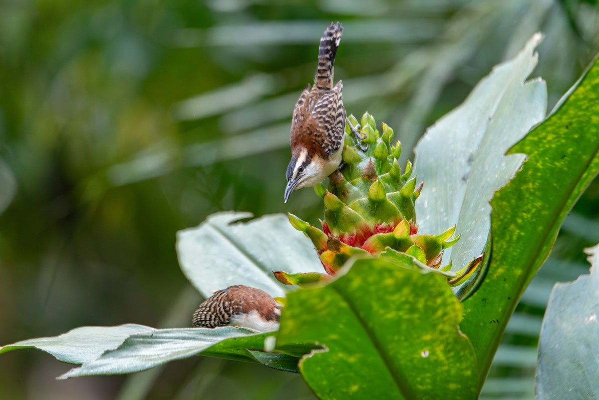 Rufous-backed Wren - ML647727260