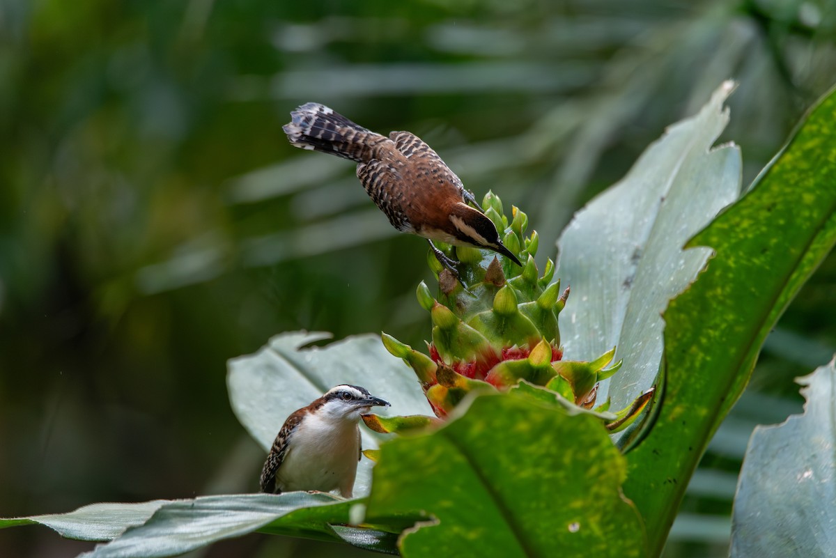 Rufous-backed Wren - ML647727261