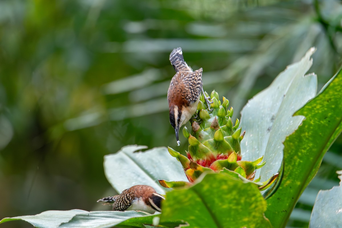 Rufous-backed Wren - ML647727262
