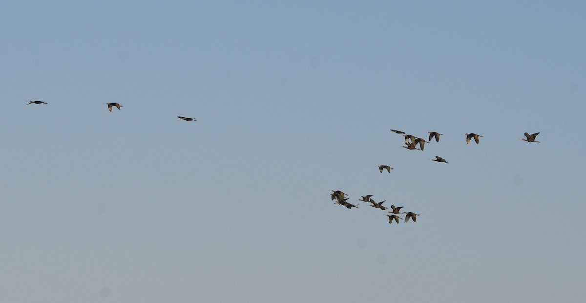 Beltzaran musuzuria - ML647727265