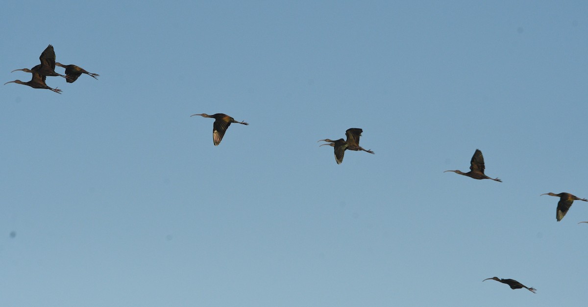 Beltzaran musuzuria - ML647727272