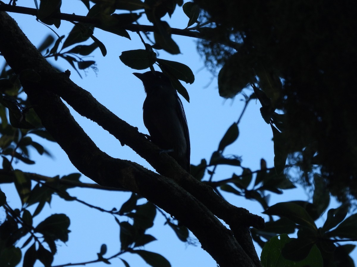 White-winged Becard - ML647727285