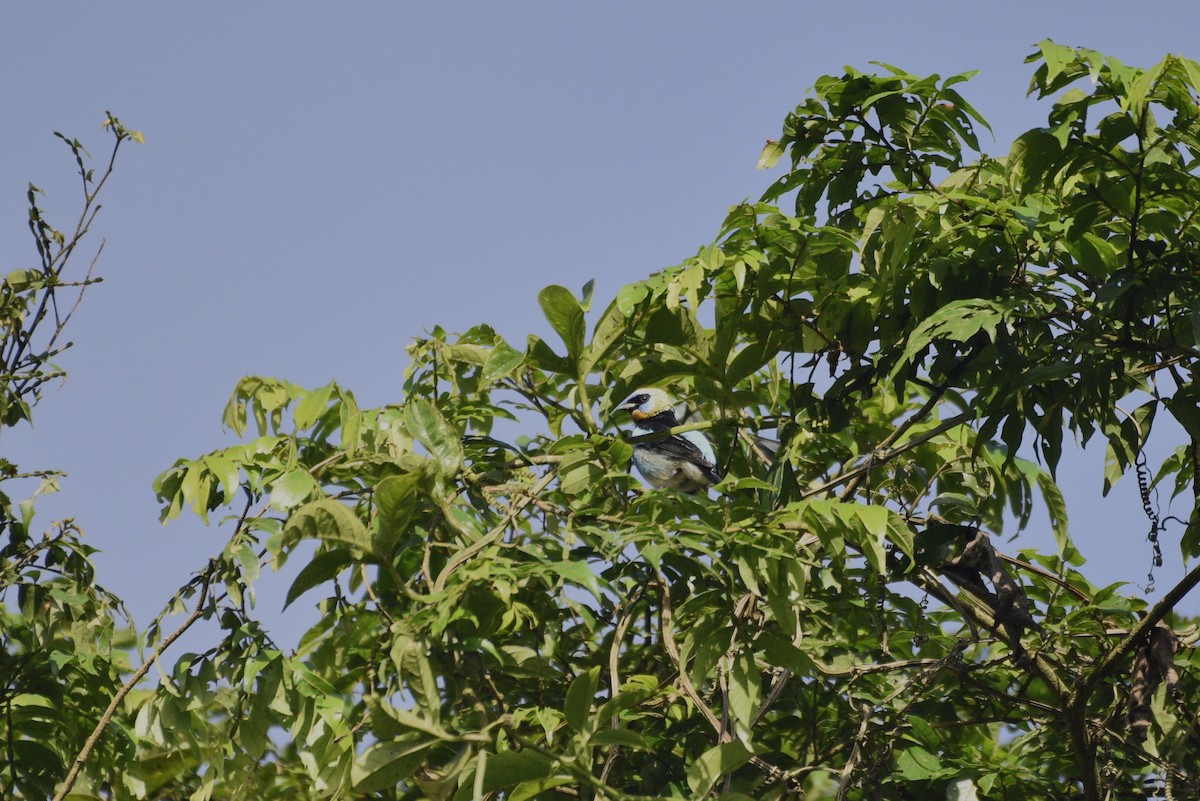 Goldscheiteltangare - ML647727289