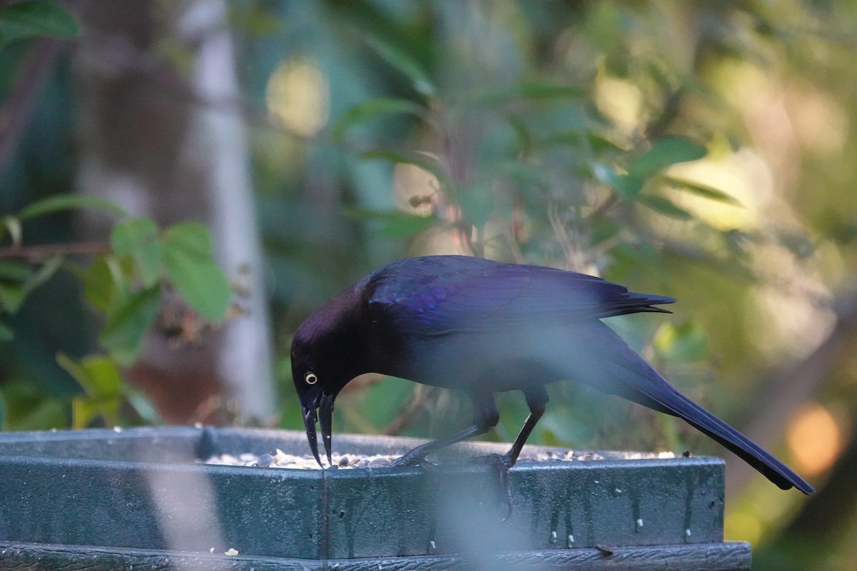 Common Grackle - ML647727293