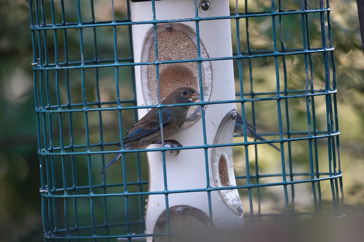 Indigo Bunting - ML647727313