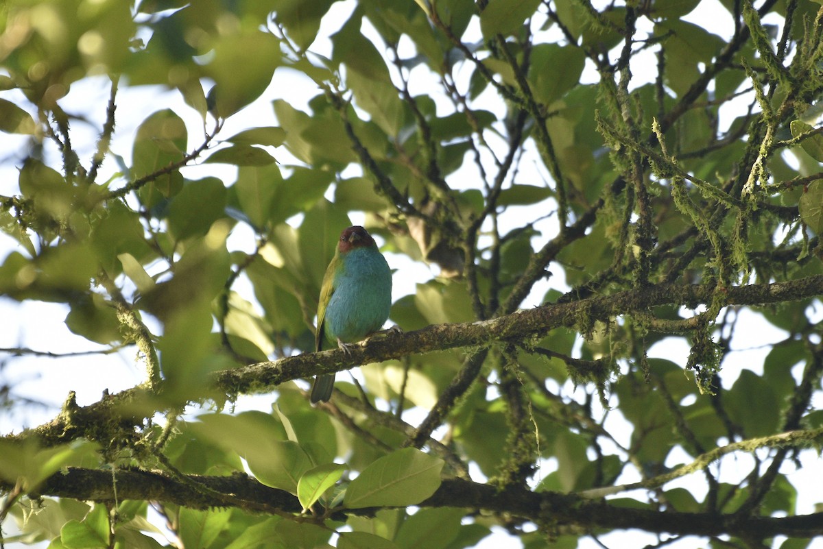 Tangara Cabecibaya - ML647727316